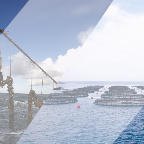 Convocatorias de manifestación de interes para el desarrollo de proyectos de acuicultura marina en Marruecos