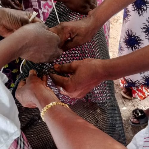 CETECIMA participa en las Jornadas formativas sobre cultivo de ostras en Senegal