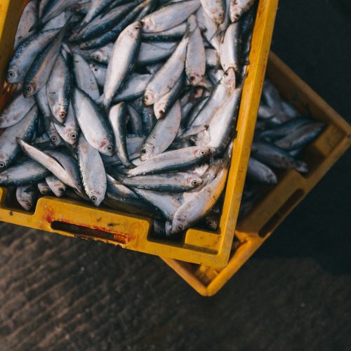 Jornada Informativa: Oportunidades de desarrollo de actividades de Pesca Turismo en Gran Canaria
